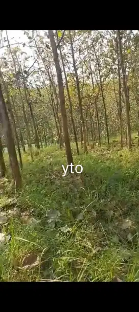 Jual tanah bonus pohon jati lokasi Sambirejo lt 1200m hrg 100jt nego