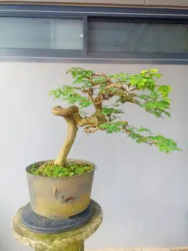 BAHAN BONSAI BRAZILIAN RAIN TREE 1