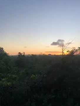 Land For Sale Ocean View Good Access Ungasan