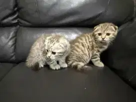 Kucing Scottish fold