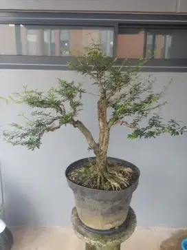 BAHAN BONSAI SAENG SIMBUR VIETNAM 6