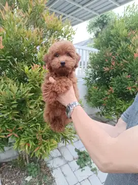 Jual Super Red Tiny Poodle Betina Cucu Import Taiwan