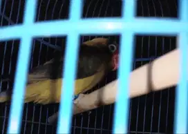 Lovebird kandang kotak 3