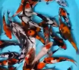 Ikan koi size 15cm