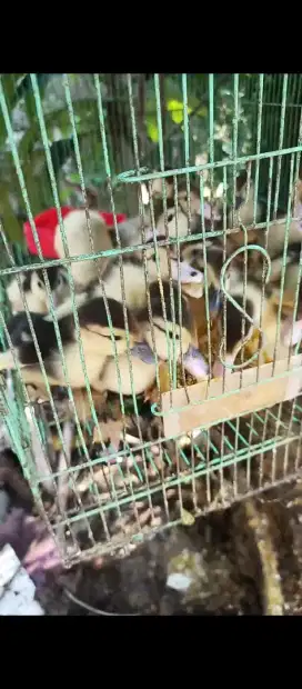 Entok entog mentog mentok bebek kuyuk