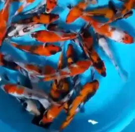 Ikan koi size 15cm
