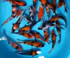 Ikan koi size 15cm