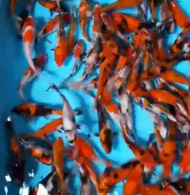 Ikan koi size 15cm