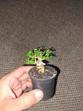 Bonsai sancang mini