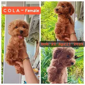 Red Poodle Female