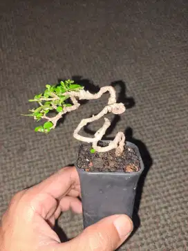 Bonsai sancang mini