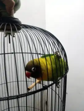 burung love bird