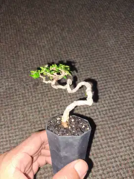 Bonsai sancang mini