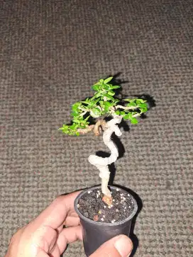 Bonsai sancang mini
