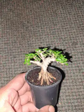 Bonsai sancang mini