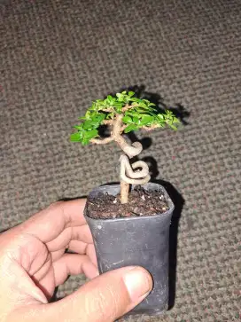 Bonsai sancang mini