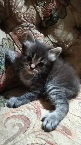 Jual kucing kitten Persia