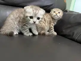 Scottish fold betina dan jantan