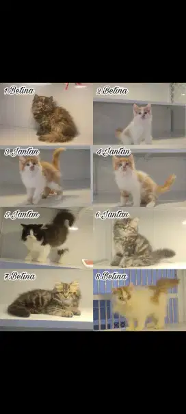kucing kitten anggora persia mainecoon ragdoll himalaya munchkin