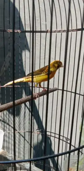 Burung kenari gacor lot