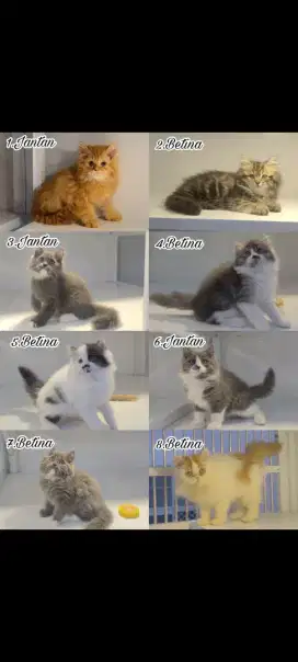 kucing kitten anakan persia anggora mainecoon nowergian ragdoll
