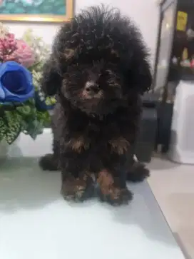 poodle phantomm