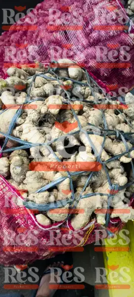 Jahe Gajah Panen August