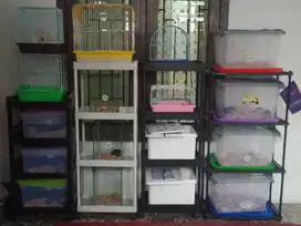 PROMO! Hamster Syrian Lucu Jinak Mulai 35Rb – Bonus Pakan