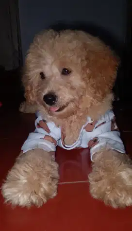 Toy Poodle Party Color