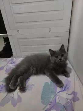 Kitten Bsh mix persia jantan 4 bulan