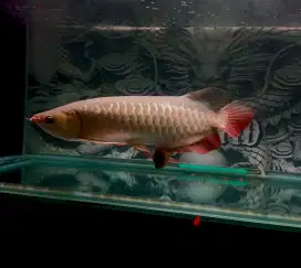 Ikan arwana golden red murah