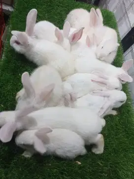 kelinci lokal bandung