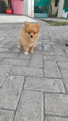 Sale minipom betina 1.5 jt