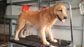 Anjing golden retriever induk