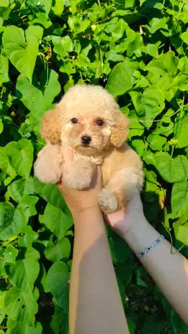 Ready poodle apricot betina