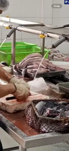 Dicari yang bisa mengolah ikan lele menjadi aneka menu olahan frozen