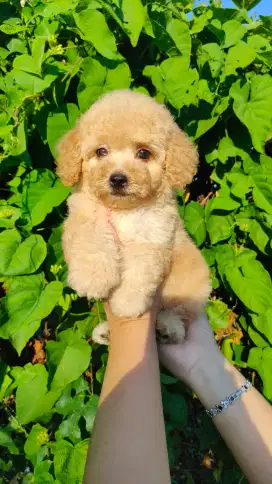 Poodle jantan kaki cebol bulu lebat