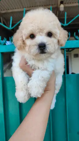 Poodle jantan kaki cebol bulu lebat stbm vaksin