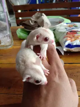 Sugar Glider Joey Creamino sepasang