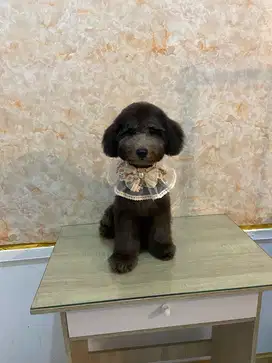 Grooming anjing di denpasar