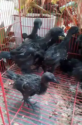 Ayam cemani umur 1 bulanan jual per pasang