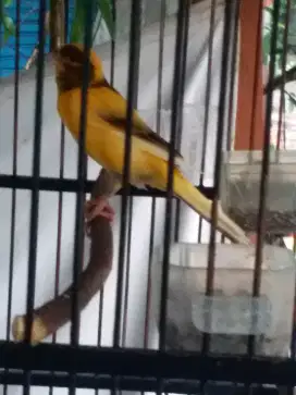 Kenani af rajin hariannya video wa