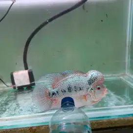 Ikan Louhan Cencu