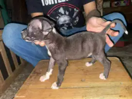 Pitbul / Fitbul betina murah