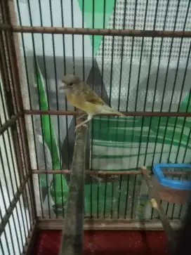 Burung hybrid kenari x siskin dilute