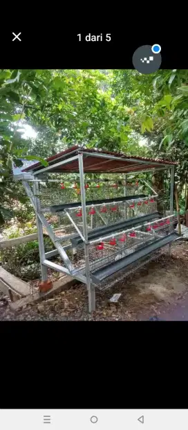 Jual ayam petelur usia 24 Minggu siap bertelur