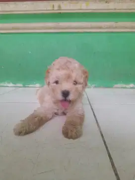 Anakan dogi ras kecil
