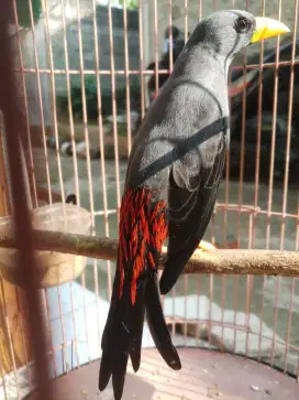 Burung jalak rio