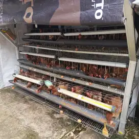 Jual ayam petelur siap nelur umur 24 minggu