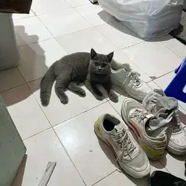 British Shorthair BSH Blue Solid Betina Kitten 5 Bulan